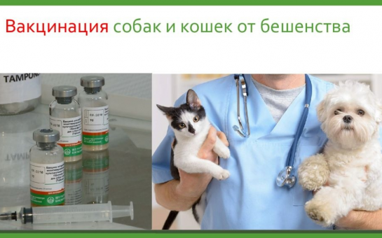 Вакцинация животных